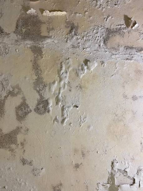 Best Mold Cleaning Services  in Laton, CA
