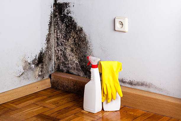 Certified Mold Removal in Laton, CA