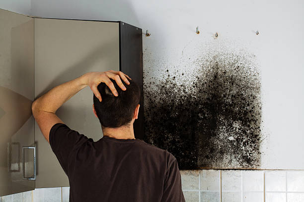 Best Commercial Mold Removal  in Laton, CA